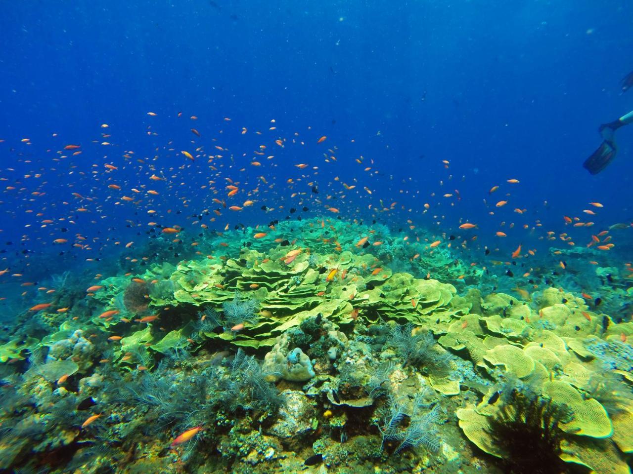 La Bila Dive Resort Amed Luaran gambar