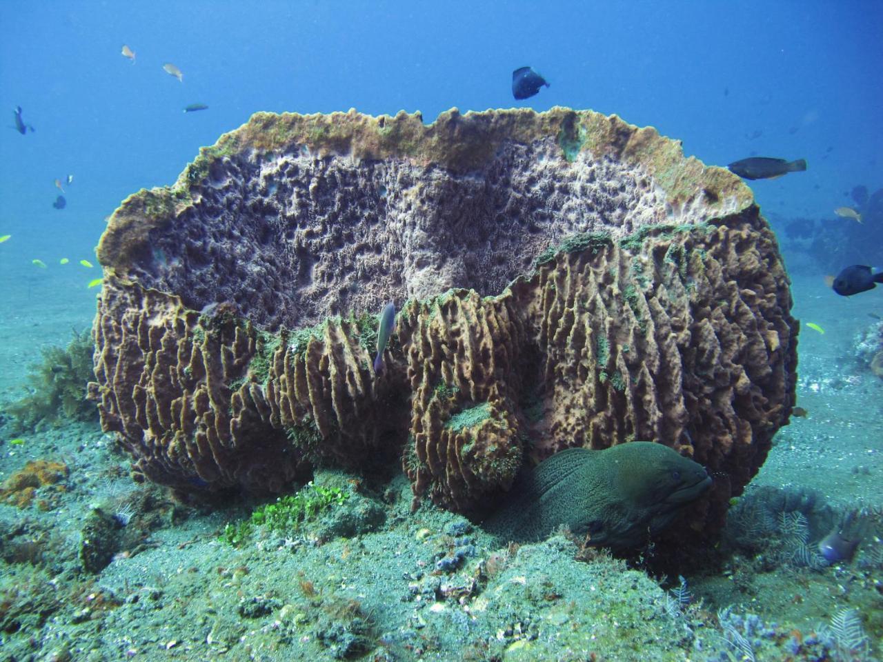La Bila Dive Resort Amed Luaran gambar