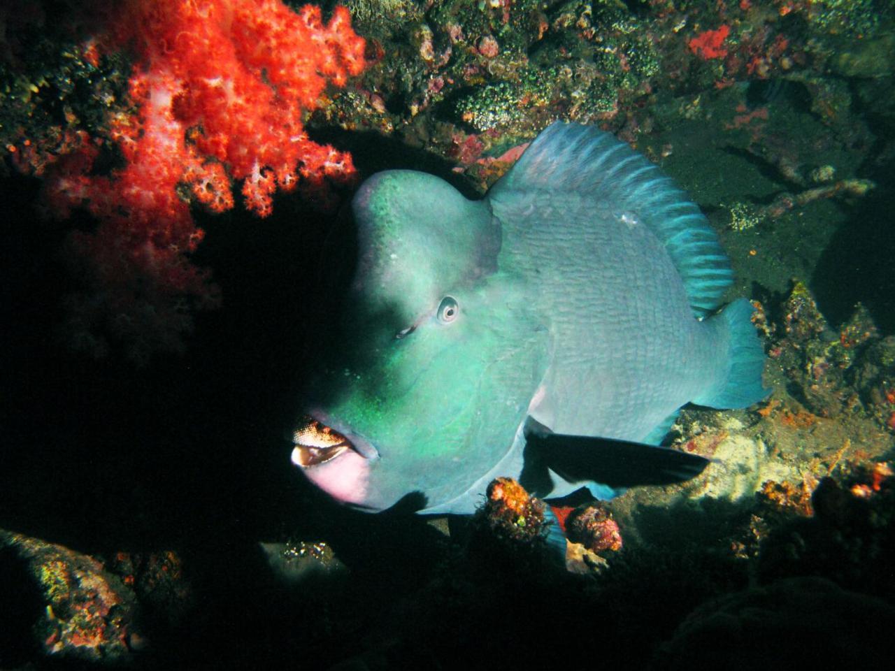 La Bila Dive Resort Amed Luaran gambar