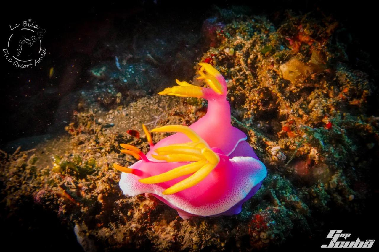 La Bila Dive Resort Amed Luaran gambar