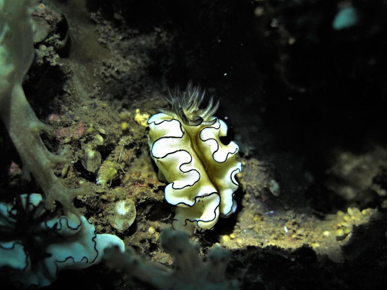 La Bila Dive Resort Amed Luaran gambar